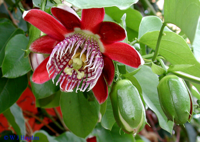 ساعتی گل درشت - معرفی درختان میوه